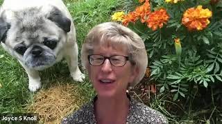 Class of 2021 Well-Wishes Video: Cummings School of Veterinary Medicine